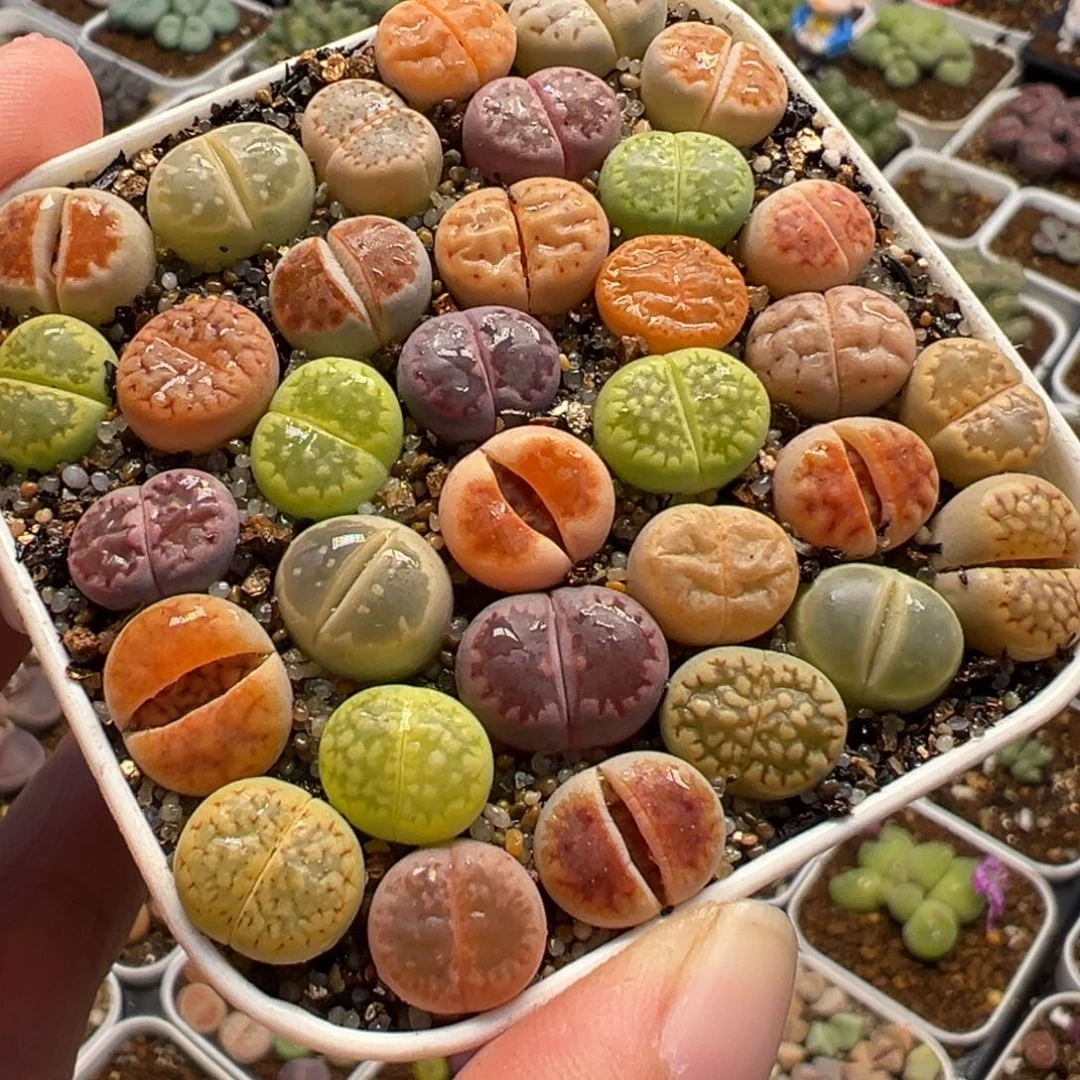 082多肉植物种类多样