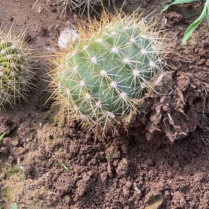 清清最美根瑕疵带包
