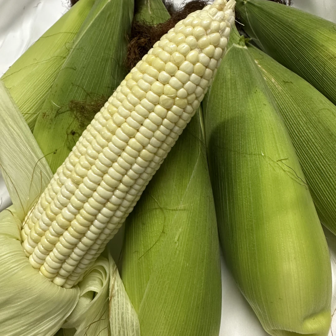 潮汕江东的白糯玉米，软糯香甜
