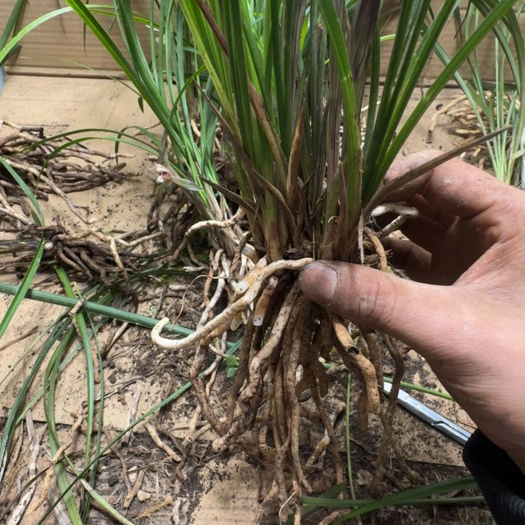 完全开放春兰101010