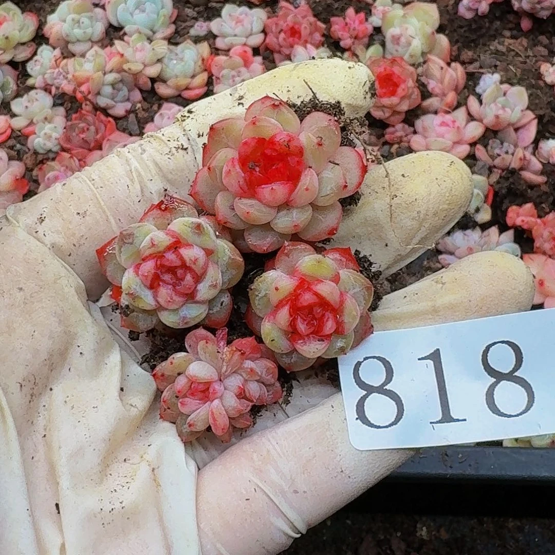 多肉植物多肉植物818