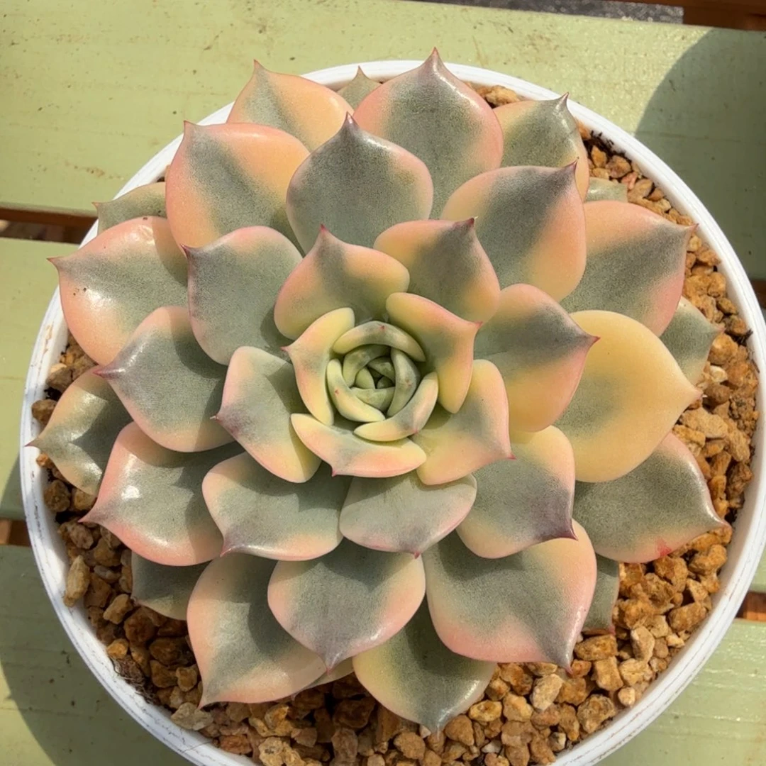 粉艾丽卡锦锦上园艺一物一拍