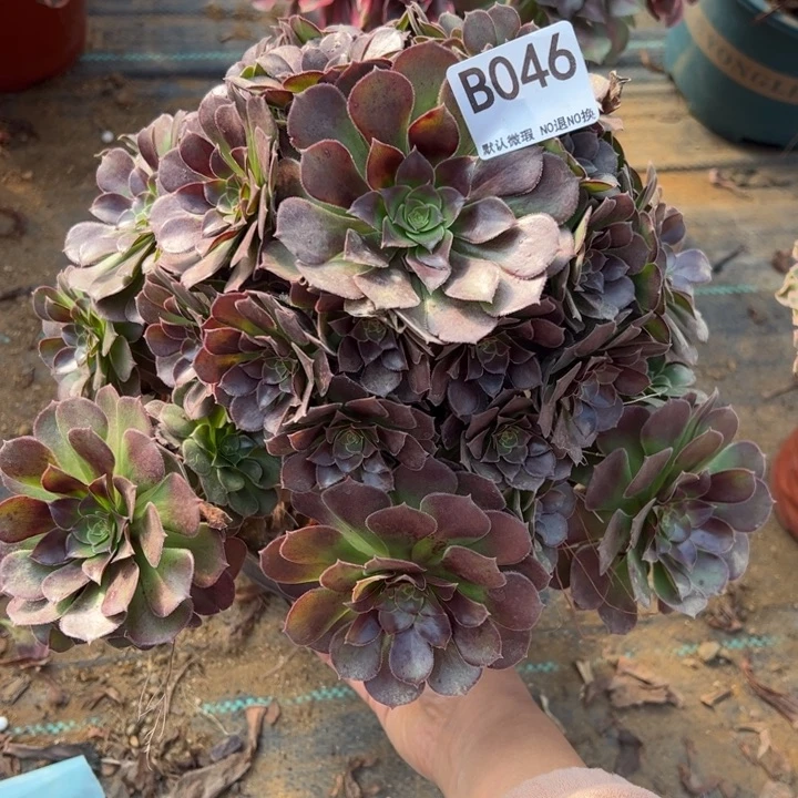 荷兰玫瑰多肉植物046.