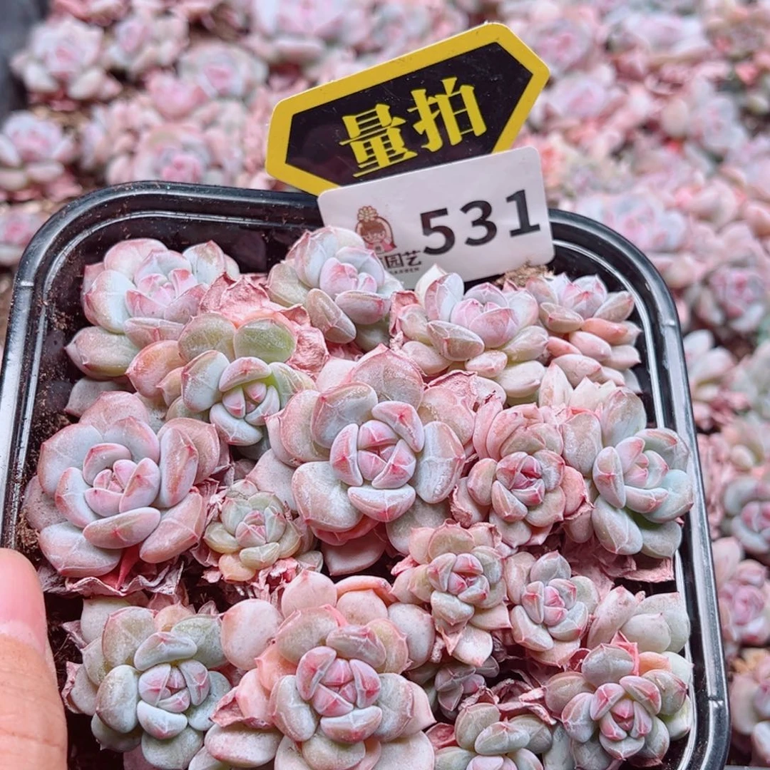 当前无花朵，栽培后可花朵