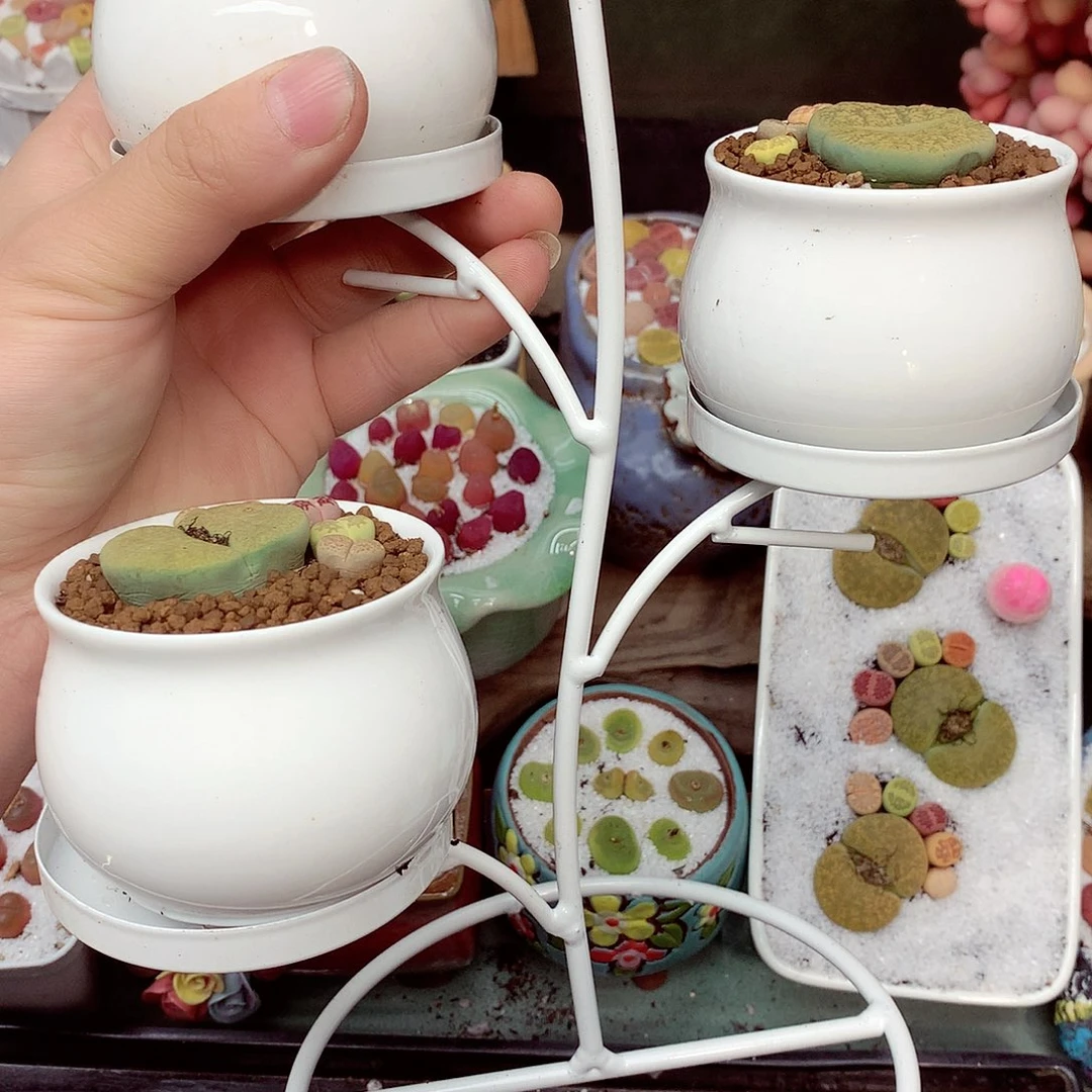 郎哥多肉生石花13-71不含植物和土