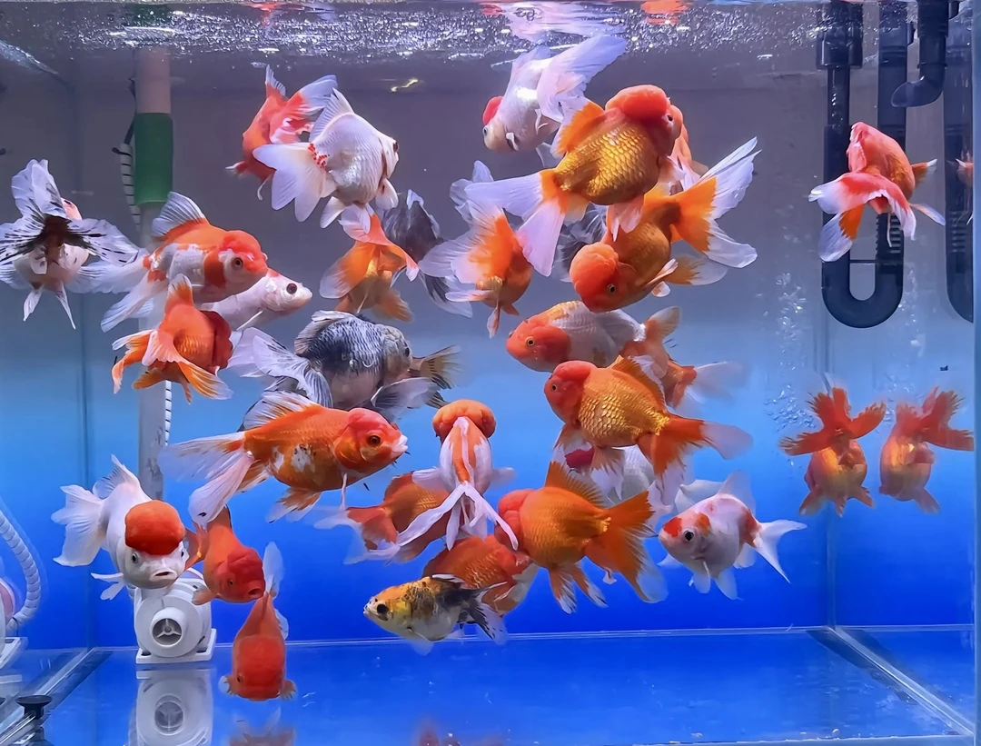 11-13cm精品国粹冷水大金鱼好养耐活精品金鱼