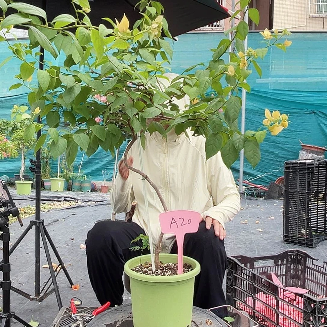 海***姐大部分开放少量花苞A20苏瓦娜