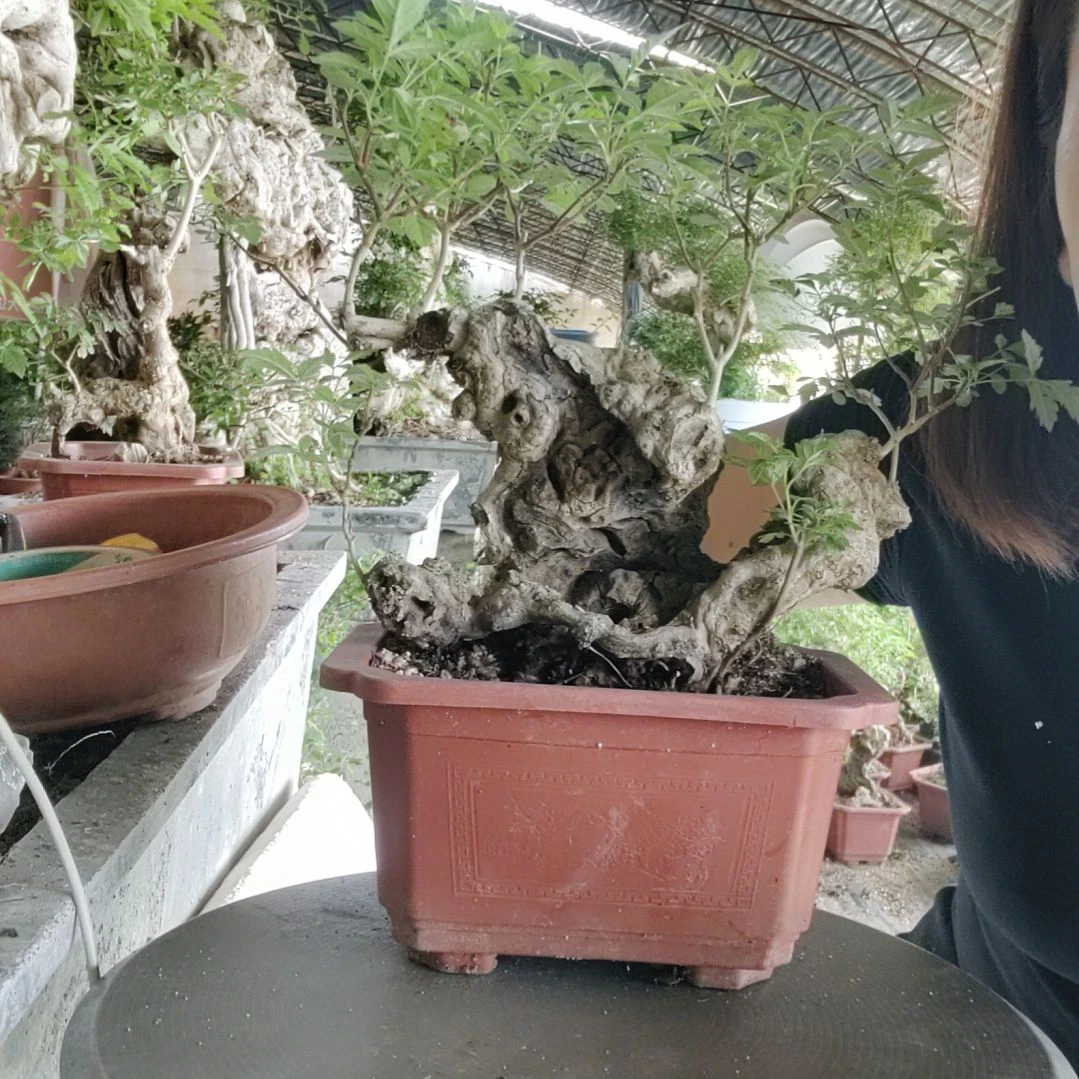 秦***人无花朵黄荆盆景黄荆盆景
