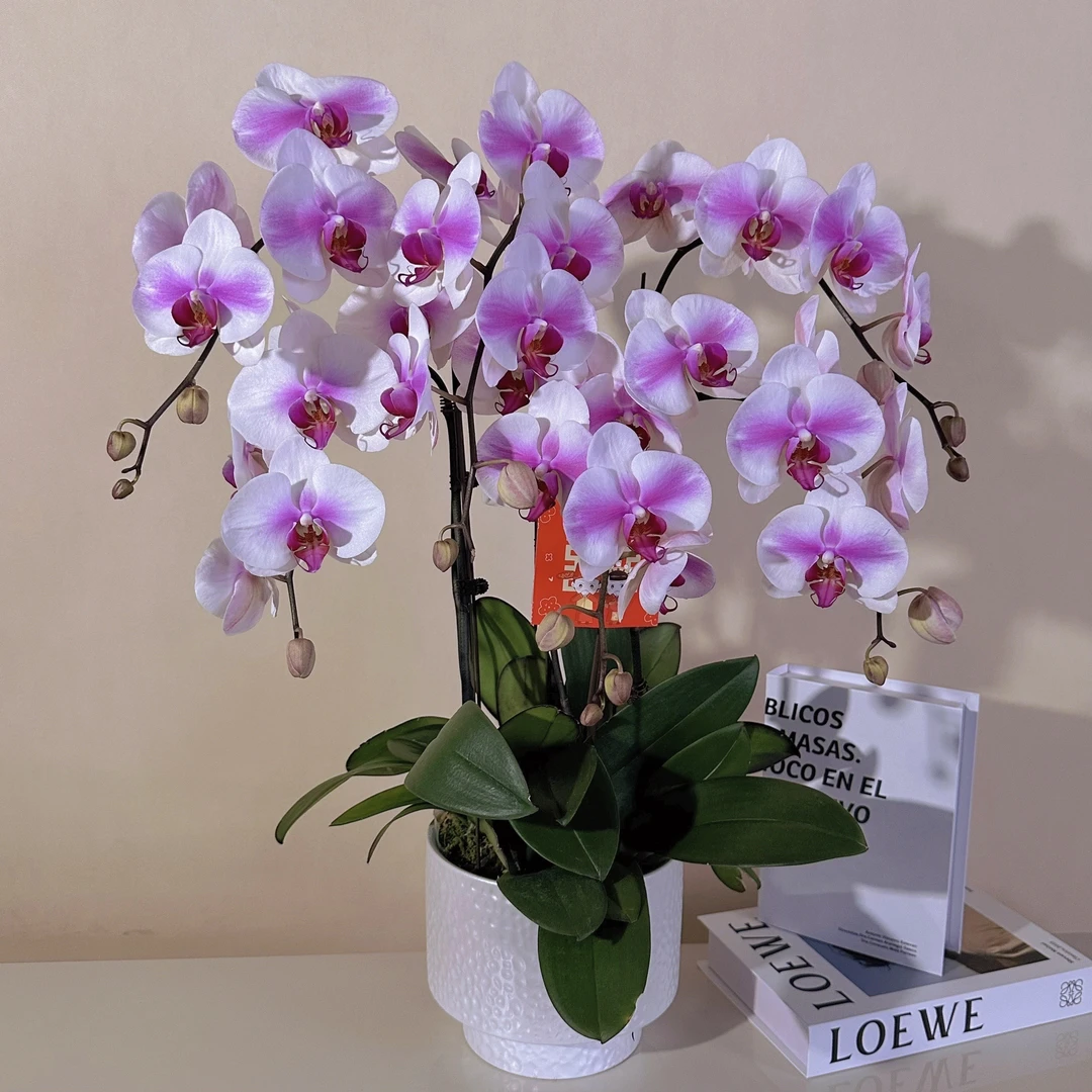 鼎胜【婚纱】蝴蝶兰盆栽花卉观花植物室内四季开花优质耐旱陶瓷盆