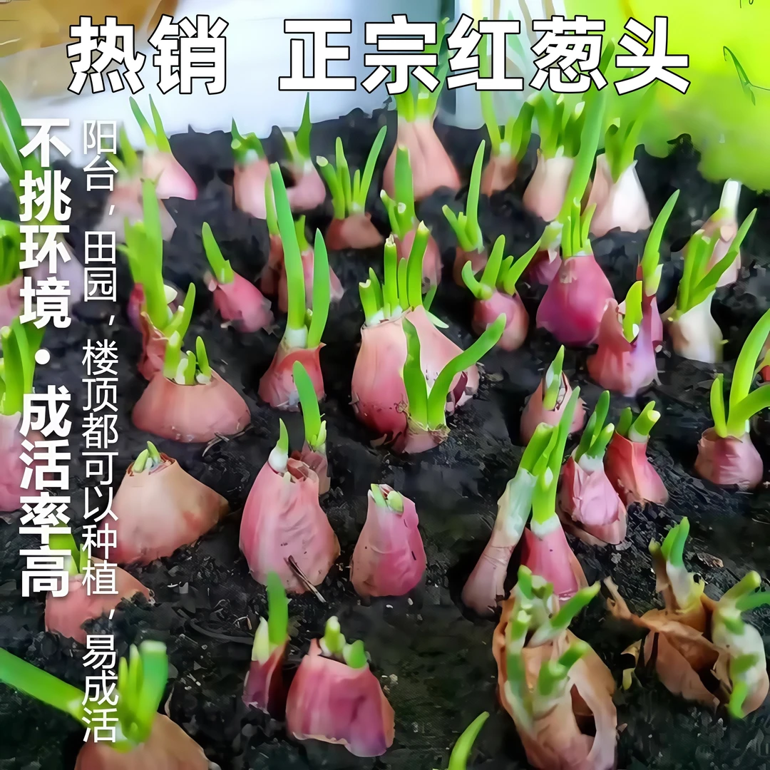【可种可食】红葱头干葱头火葱正宗新鲜小香葱熬葱油特香可种植包邮