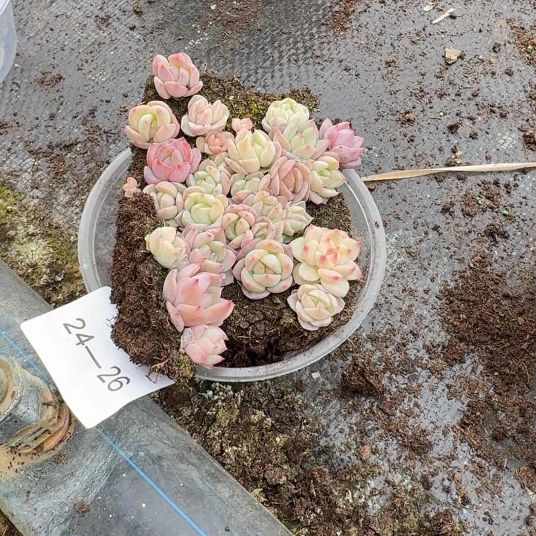 宽叶美尼珍妮切糕一份24-26