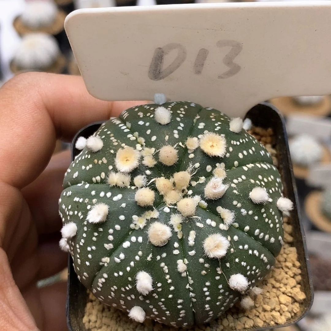 58福利特价咯花园福利特价咯