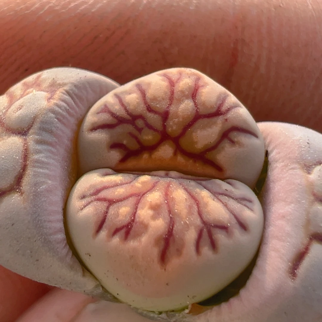 深***觉63多肉植物百科知识