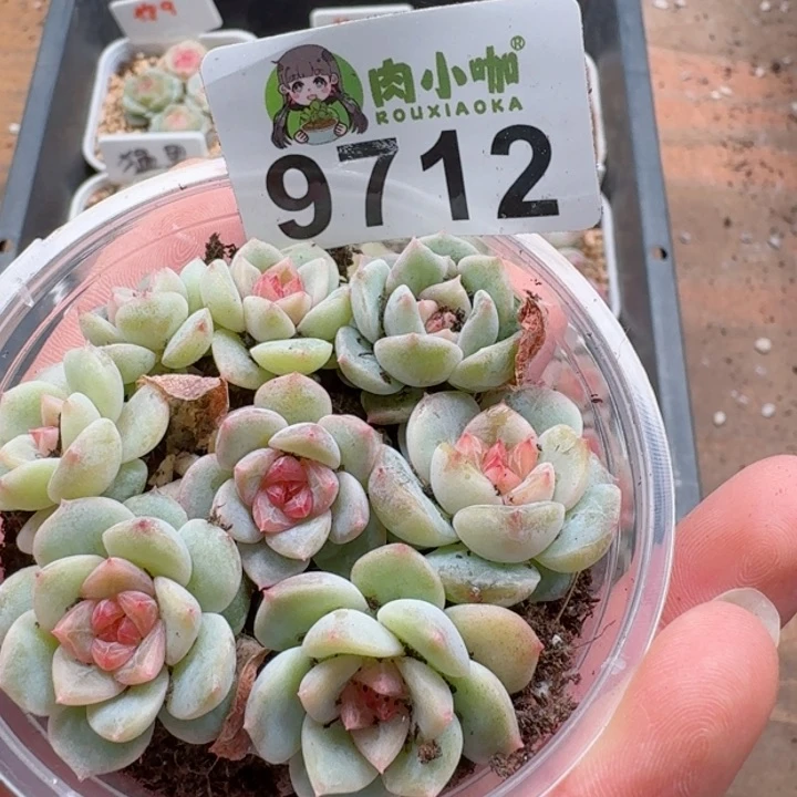 多肉植物多肉植物