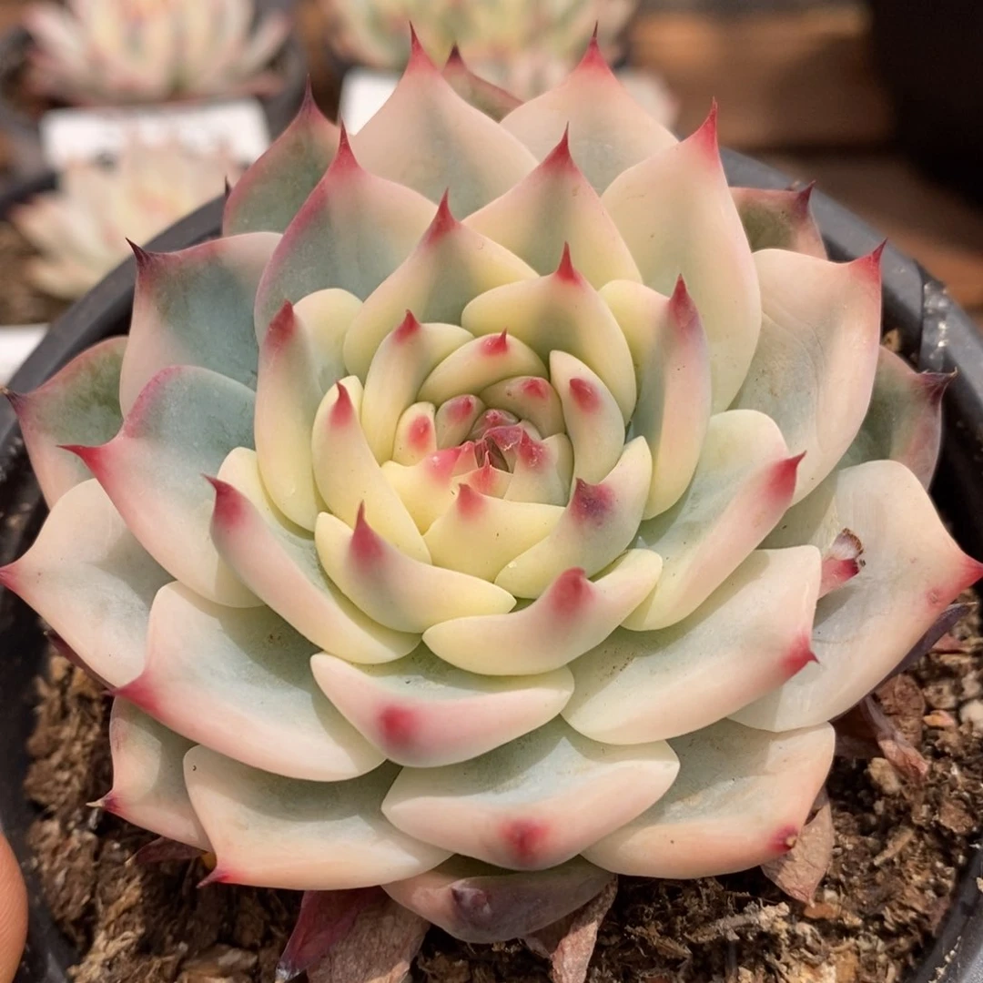 吉娃娃锦多肉植物0069