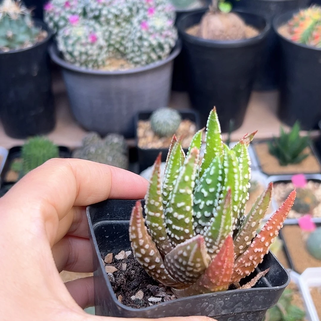 硬叶满18包邮一颗