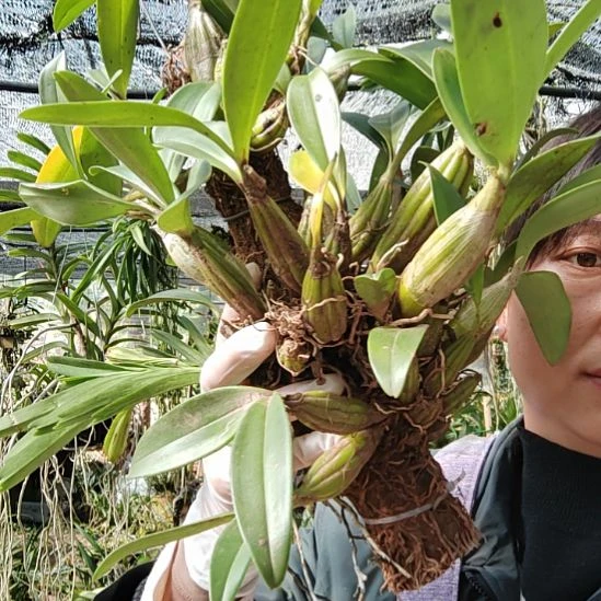 中国大陆鼓锤石斛原木