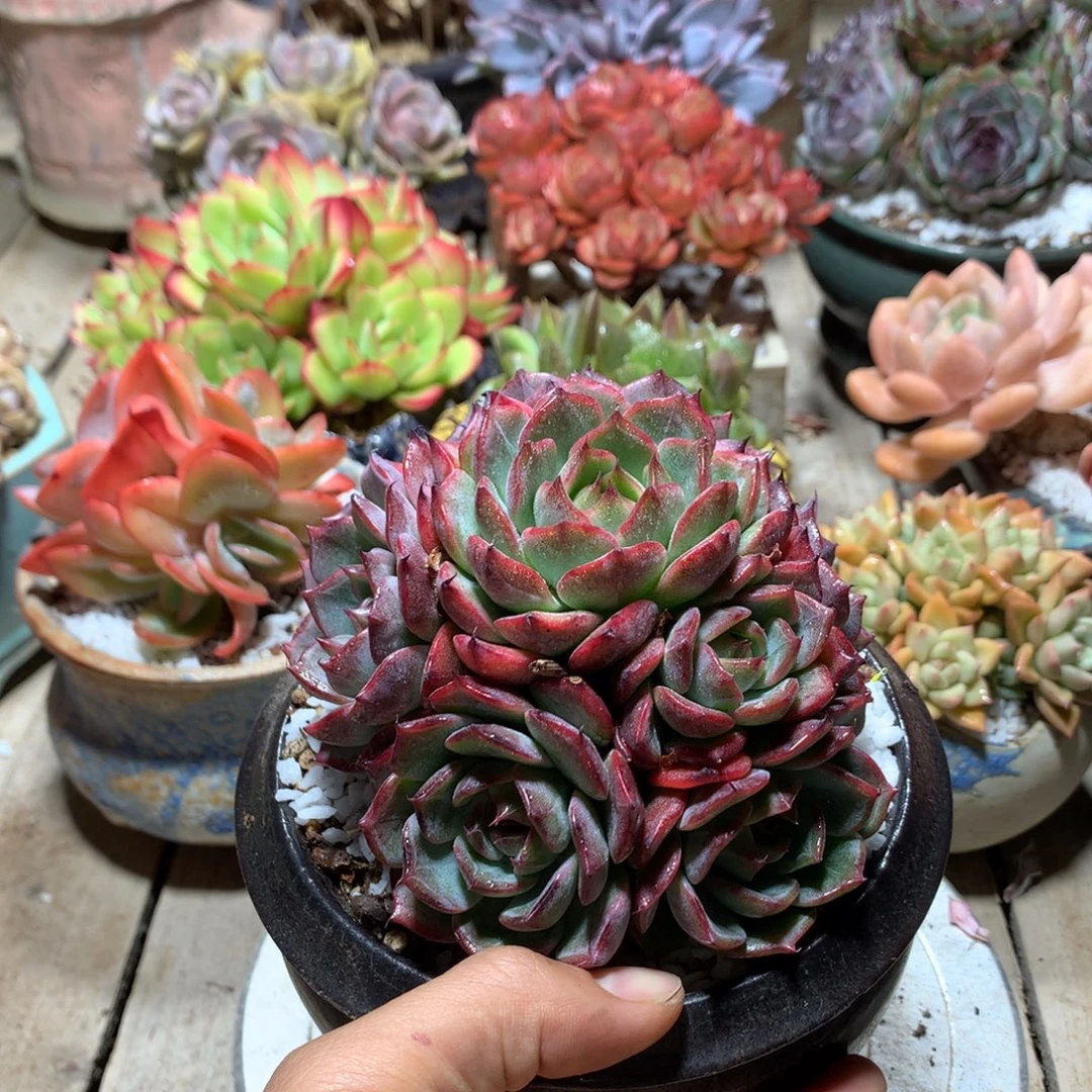 紫夜森林多肉植物erno