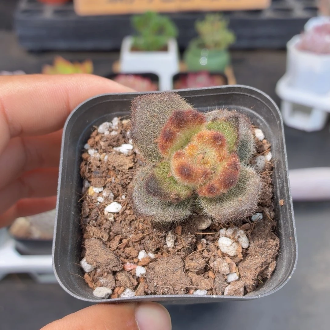 泰迪熊多肉9.9包邮发货