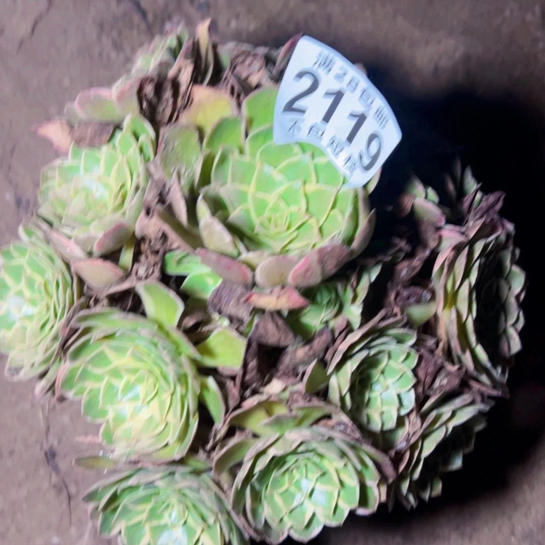 莲花座多肉植物2119