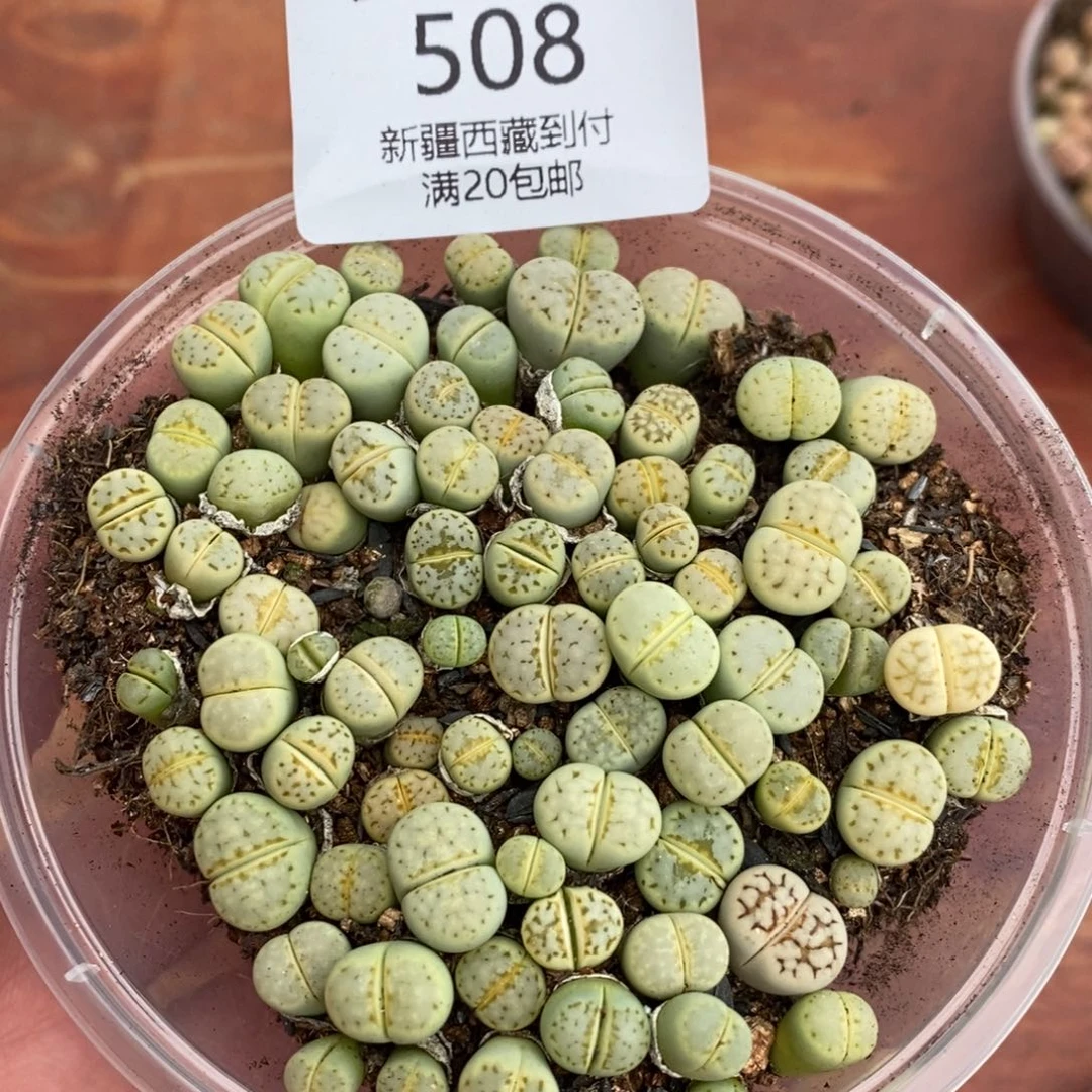 感谢您的支持，00508