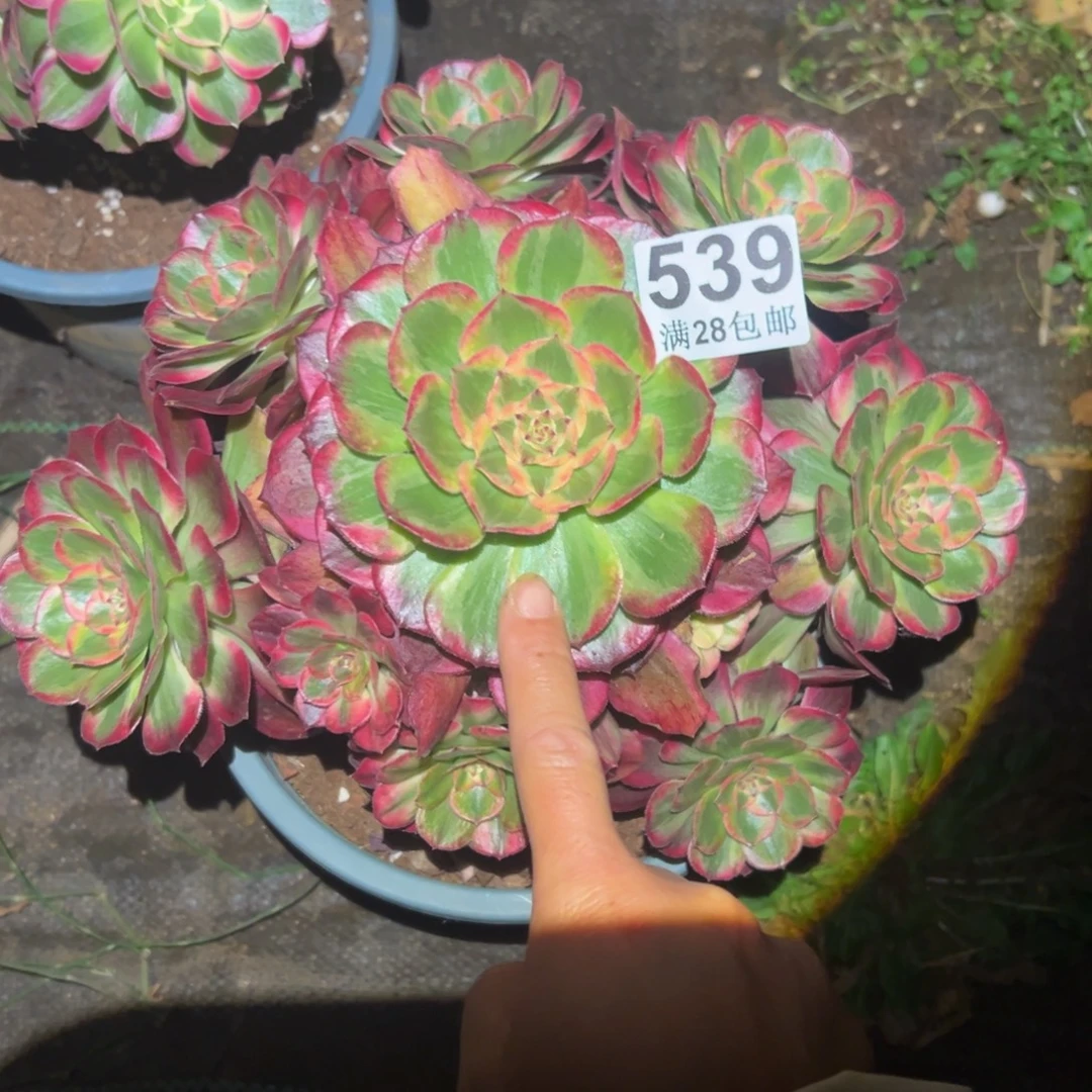多肉植物539吞吐的