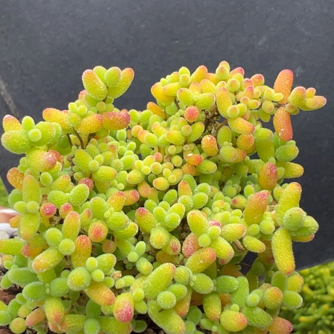 【闪购商品】dy6794精控蜜橘冠幅4.5cm