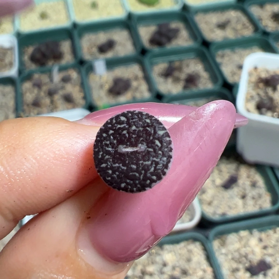 黑洞后代多肉植物
