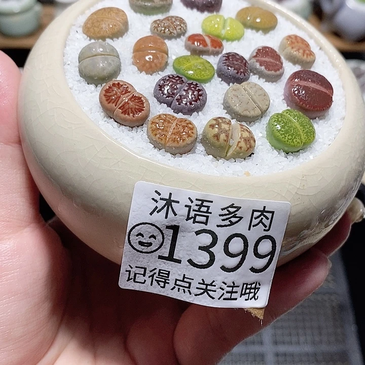 精美盆栽 一物一拍 1399