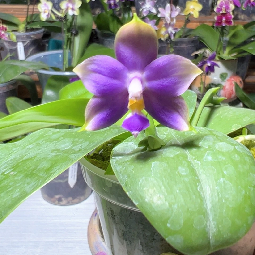 大部分开放少量花苞印地狗