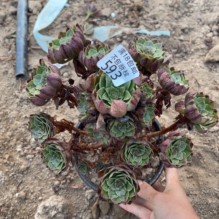 593万拉丝手捧1号棚
