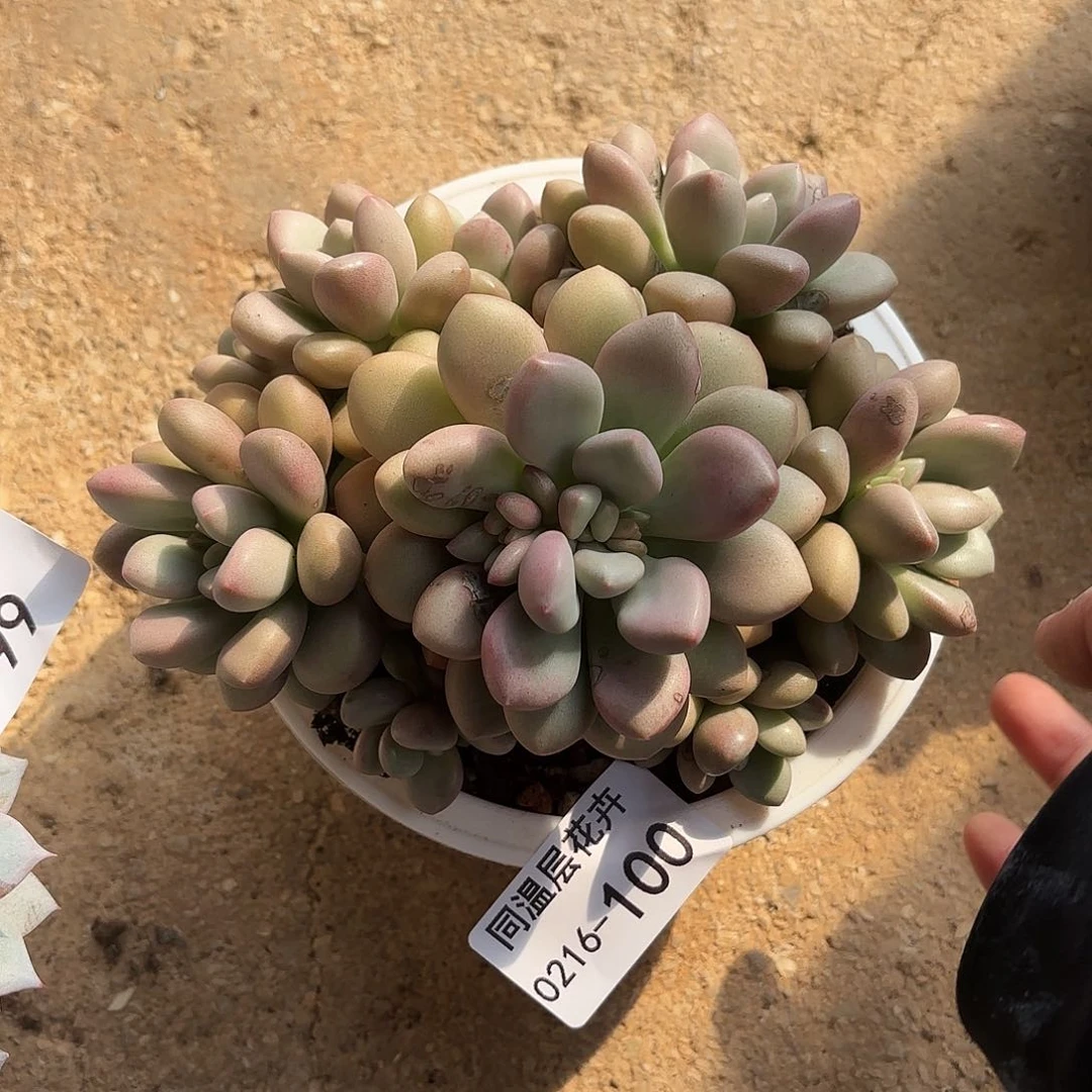 同温层多肉先锋派100