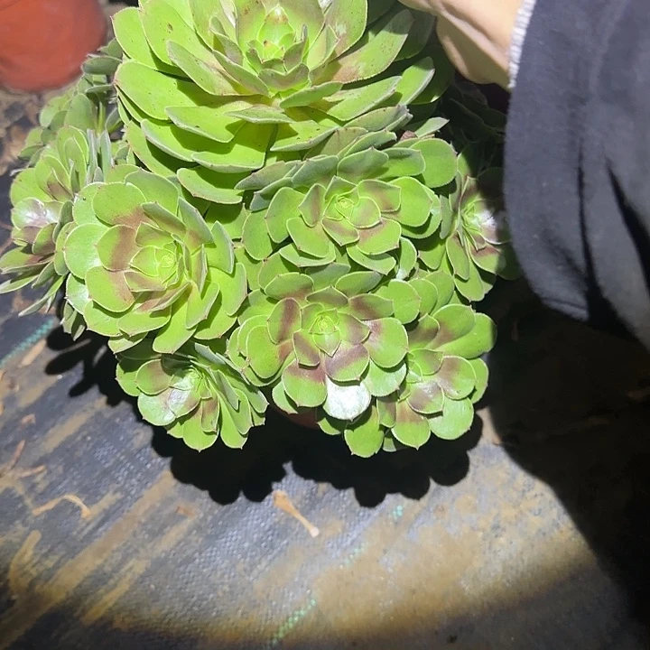 一物一拍不包侧枝102