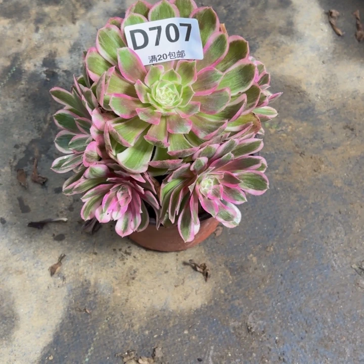 瑞妈多肉园艺707孔雀翎