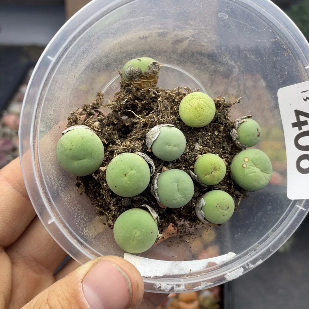 无铅玻璃0000000000000406