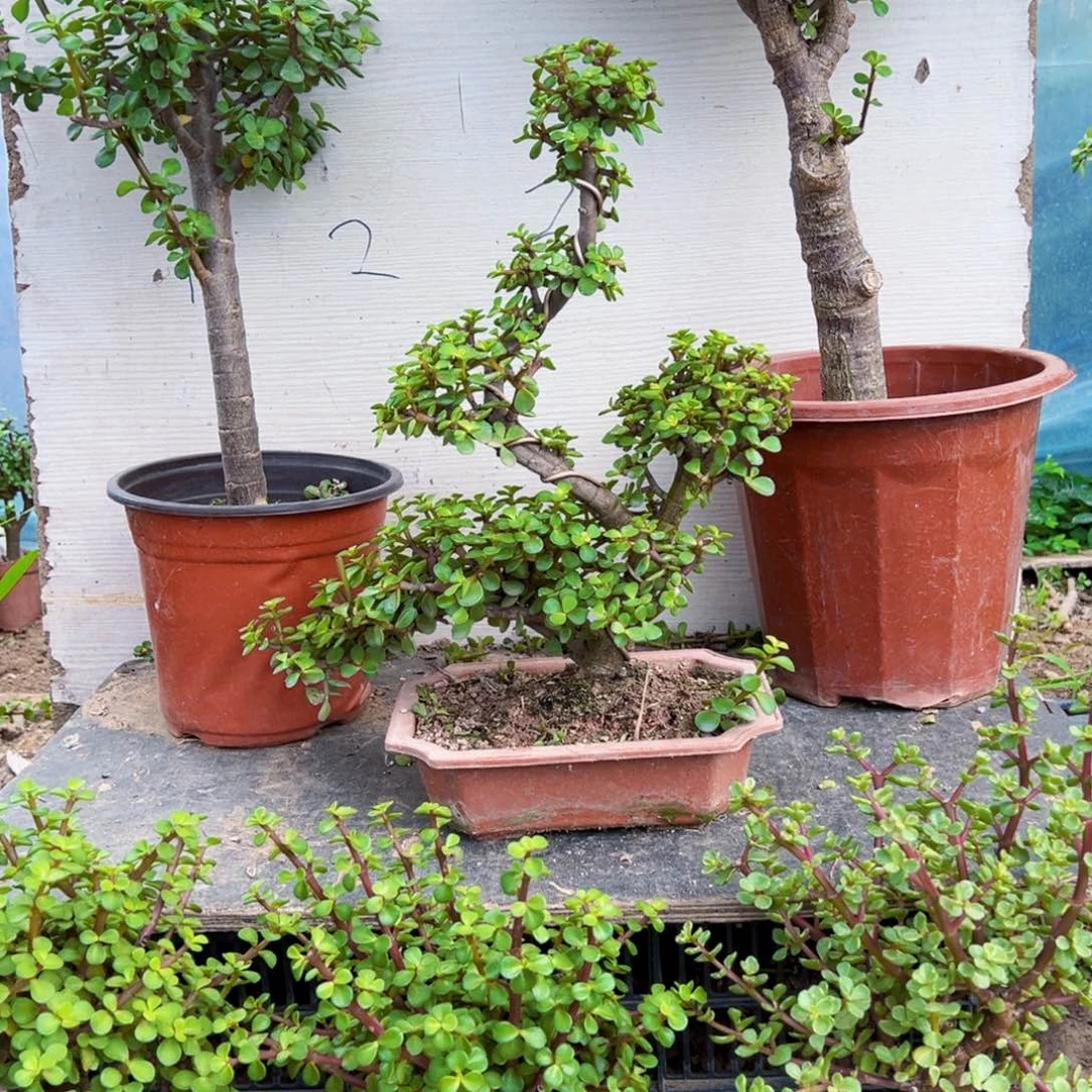 哎***儿老桩金枝玉叶一物一拍