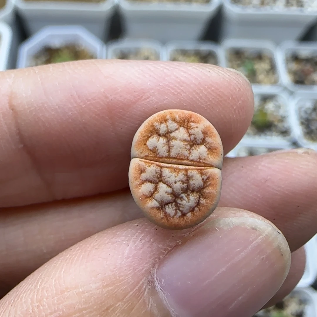 822二蜕清框福利30包邮