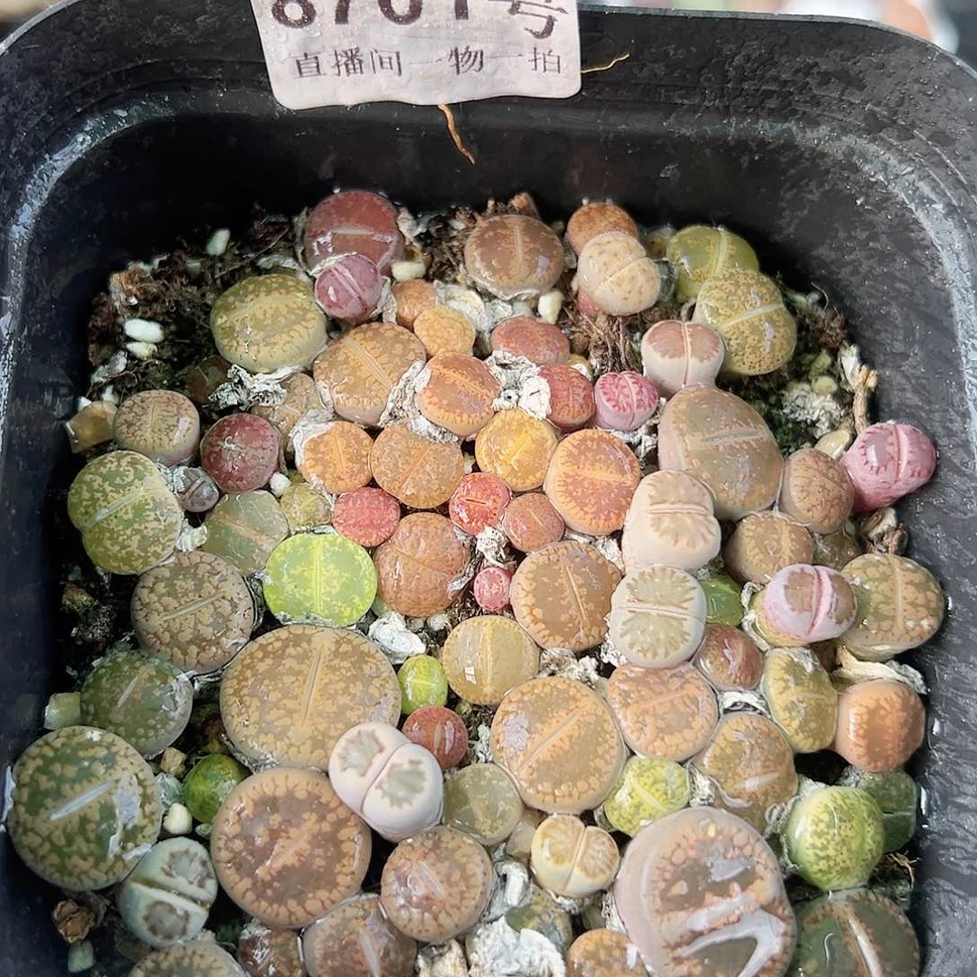 8701 好养易活生石花大母本10cm盆
