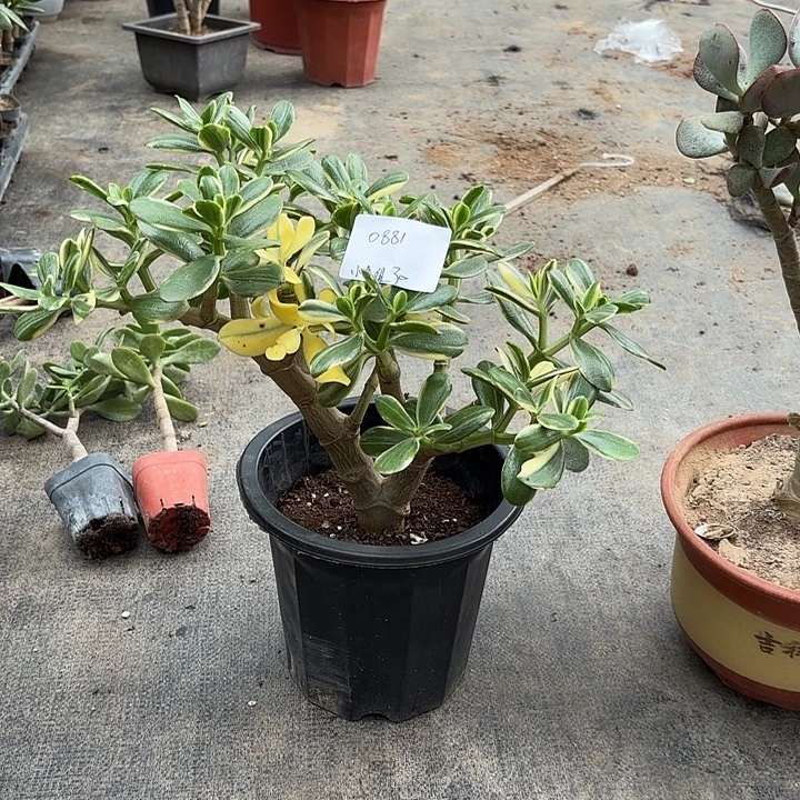 食***姐当前无花栽培后可以开花一物一拍