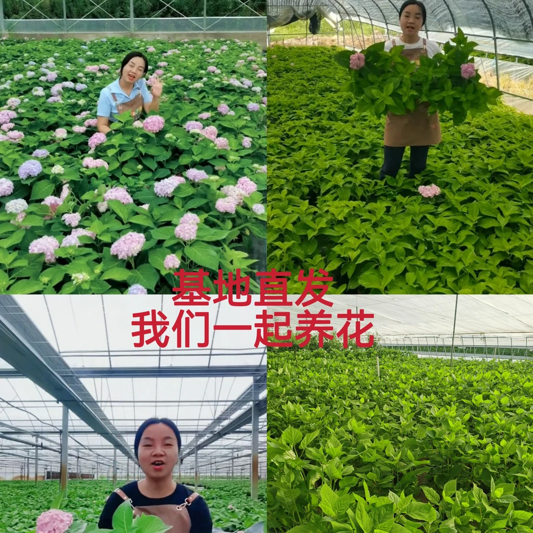 大海蓝绣球花苗四季开花绣球花大苗庭院花卉植物