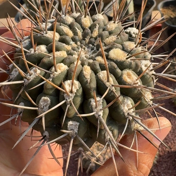 短刺狐龙丸有根666