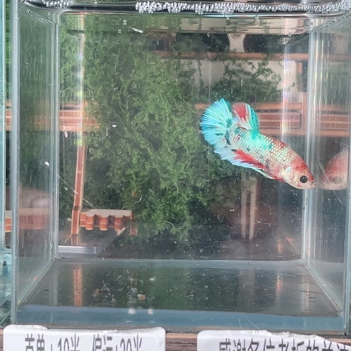 斗鱼活体不退不换谢谢