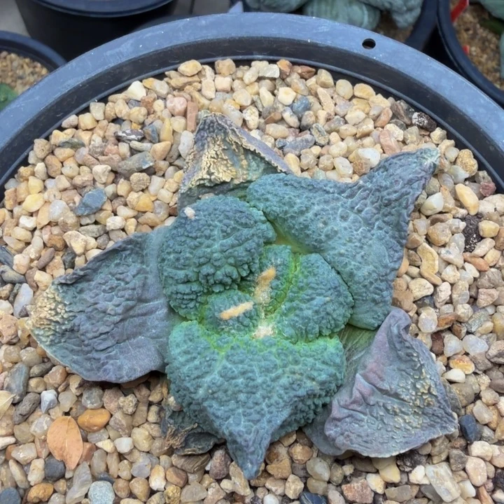 蓝色圆叶哥斯拉苗