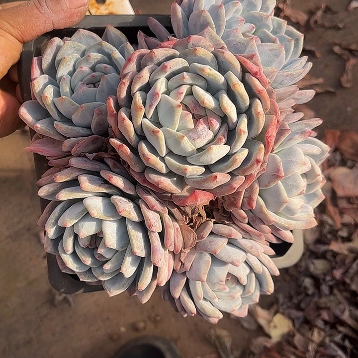 橙梦露群生，一物一拍