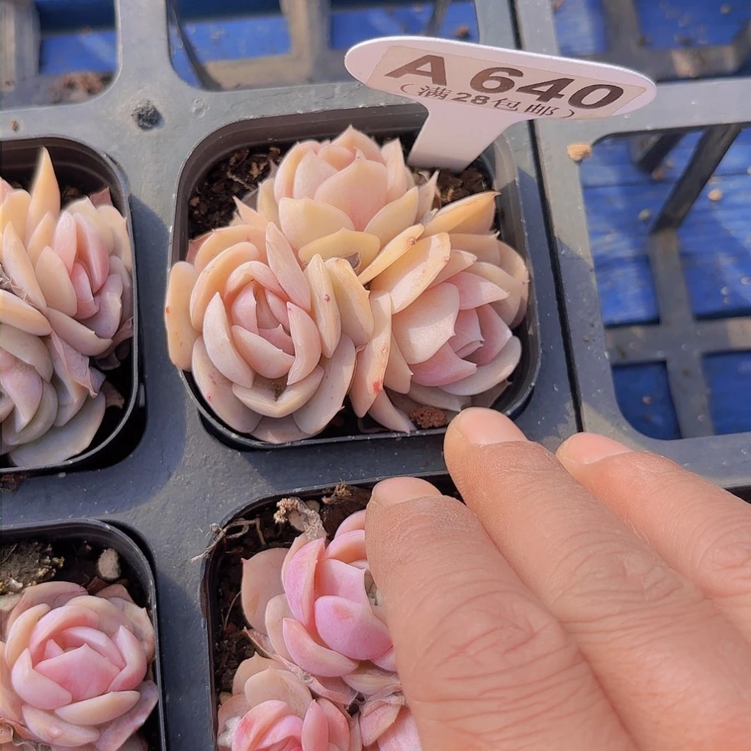 A640蓝色惊喜yi wu yu pai