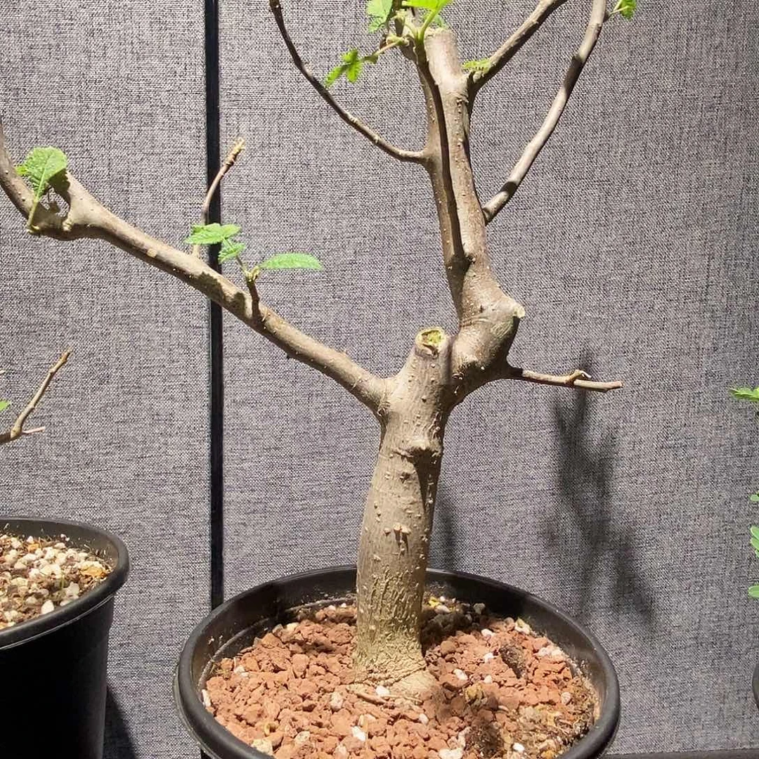 科帕裂榄实生带盆