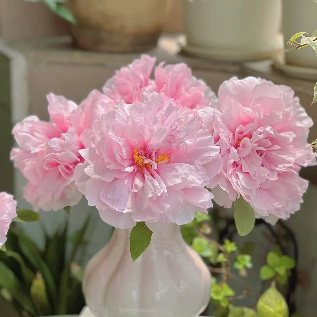 【山东芍药|雪映桃花牡丹】国色芳华，山东菏泽基地直发，顺丰包邮