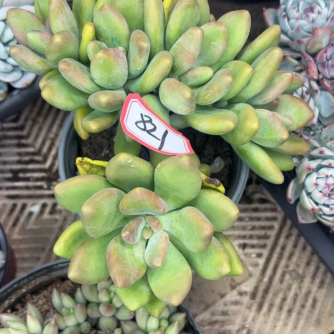 821号芒果奶一物一拍