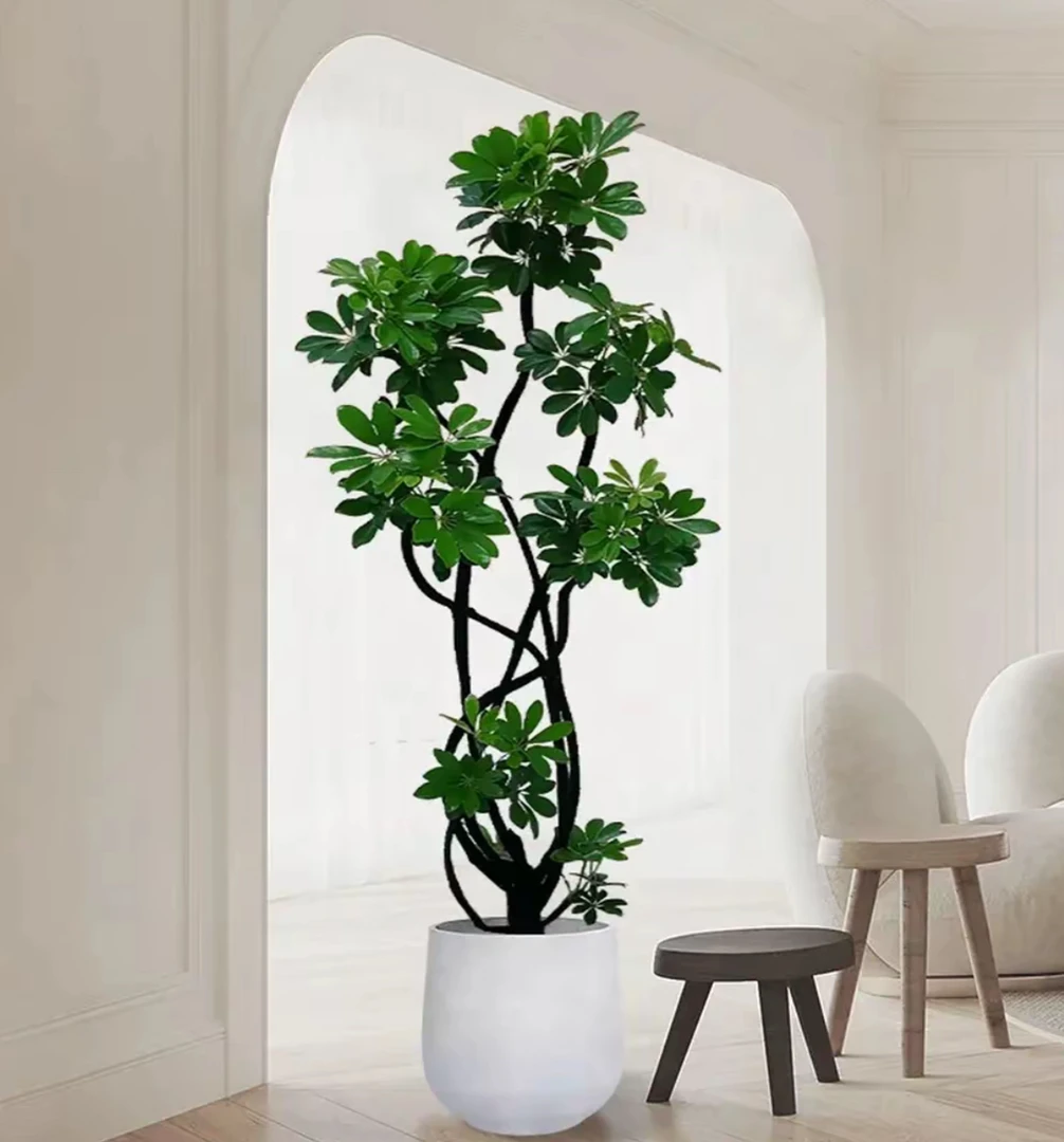 【梓歌精选】一物一拍造型鸭脚木室内绿植鸭掌木净化空气四季常青