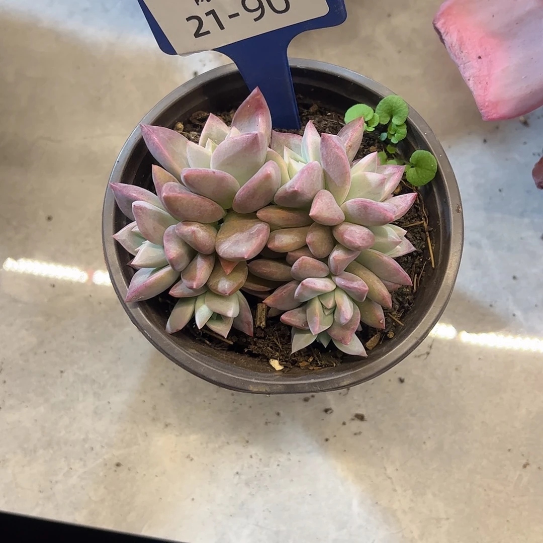 多肉植物组合盆栽90